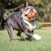 Picture of Chuckit! Air Fetch Football 8cm | Breathable Dog Ball